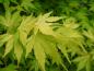 Preview: Die gelbgrünen Blätter des Acer palmatum Orange Dream im Sommer