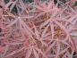 Preview: Acer palmatum Red Pygmy