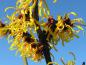 Preview: Bezauberne Blüte der Hamamelis Orange Beauty