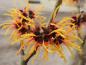 Preview: Gelborange Blüte Zaubernuss Orange Beauty