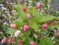 Preview: Knospige Blüten des Malus Spring Snow