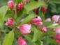 Preview: Malus Sugar Tyme mit rosa Knospen