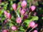 Preview: Rosa Knospen von Malus Sugar Tyme