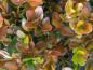 Preview: Im Herbt/Winter färben sich die Blätter von Buxus Faulkner orange-braun.