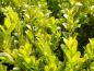 Preview: Buchsbaum Faulkner (Buxus microphylla Faulkner) im Frühjahr