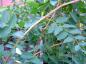 Preview: Triebe und Blätter von Caragana arborescens Pendula