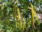 Preview: Typische Früchte an Caragana arborescens Pendula