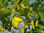Preview: Caragana arborescens Pendula