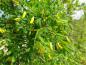 Preview: Caragana arborescens Pendula in Blüte
