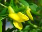 Preview: Hänge-Erbsenstrauch mit seinen gelben Blüten