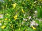 Preview: Auffällig gelbe Blüten am Caragana arborescens Pendula