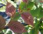 Preview: Rot gefärbtes Laub von Carpinus betulus Purpurea