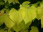 Preview: Cercis canadensis Hearts of Gold