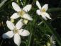 Preview: Duftende, weiße Blüte der Orangenblume Aztec Pearl