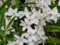Preview: Die weißen Blüten der Choisya ternata Aztec Pearl duften nach Orange.