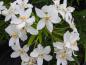Preview: Herrlich duftende, weiße Blüten -  Choisya ternata Aztec Pearl