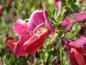 Preview: Blüten von Cytisus Boskoop Ruby