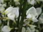 Preview: Blüte von Cytisus White Lion