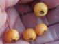 Preview: Gelbe Früchte des Zierapfels Bob White