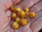 Preview: Gelbe Früchte von Malus Bob White