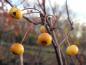 Preview: Klein & gelb, die Zieräpfel der Sorte Bob White