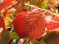 Preview: Viburnum plicatum St. Keverne - rotes Herbstlaub