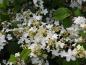 Preview: Viburnum plicatum St. Keverne