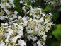 Preview: Viburnum plicatum St. Keverne