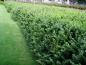 Preview: Buxus sempervirens Rotundifolia