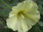 Preview: .Alcea rosea Pleniflora Gelb