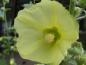 Preview: Alcea, gelbblühend (ungefüllte Blüte Musterfoto) Wir versenden gefüllt blühende Malven.