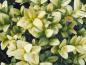 Preview: Gulbladig buxbom, Buxus sempervirens Rotundifolia Aurea