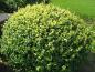 Preview: Gulbladig buxbom, Buxus sempervirens Rotundifolia Aurea
