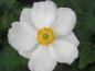 Preview: Einzelblüte bei Anemone japonica Honorine Jobert