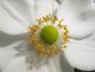 Preview: .Anemone japonica Honorine Jobert