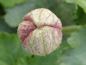 Preview: Herbst-Anemone Königin Charlotte - Knospe