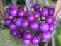Preview: Die herbstliche violette Frucht des Liebesperlenstrauches