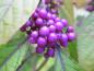 Preview: Eine ungewöhnliche Farbe im Garten - der Liebesperlenstrauch mit seinen lila Früchten