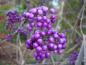 Preview: Violette Früchte des Liebesperlenstrauch im Winter