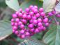 Preview: Perlenartige Früchte des Liebesperlenstrauchs