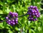 Preview: Callicarpa bodinieri Profusion mit herbstlichem violettem Fruchtschmuck