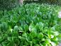 Preview: Bergenia cordifolia als großflächiger Bodendecker