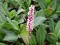 Preview: .Persicaria affinis Superbum