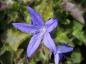 Preview: Campanula poscharskyana