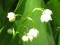 Preview: .Convallaria majalis