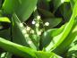 Preview: .Convallaria majalis