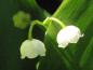 Preview: .Convallaria majalis