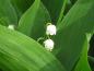 Preview: .Convallaria majalis