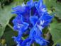 Preview: Rittersporn, Garten-Rittersporn Blue Bird in Blüte