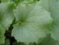 Preview: .Doronicum orientale Little Leo